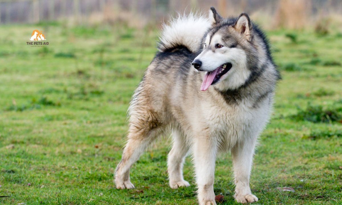 10 Dogs That Resemble Huskies - (Smaller, Bigger, & That Don't Shed) 2 Alaskan Malamute